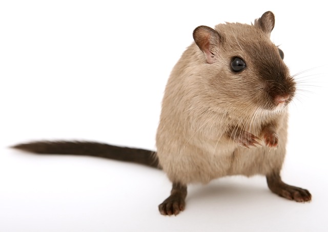 Fakten über Ratten