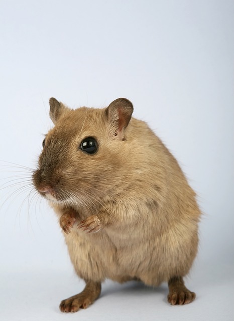 Lebenserwartung von Ratten