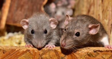 Lebenserwartung von Ratten