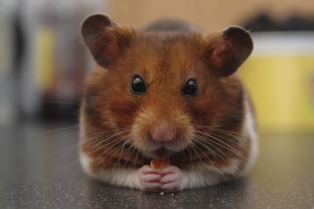 Hamster-Namen: Ideen für skurrile & niedliche Hamster