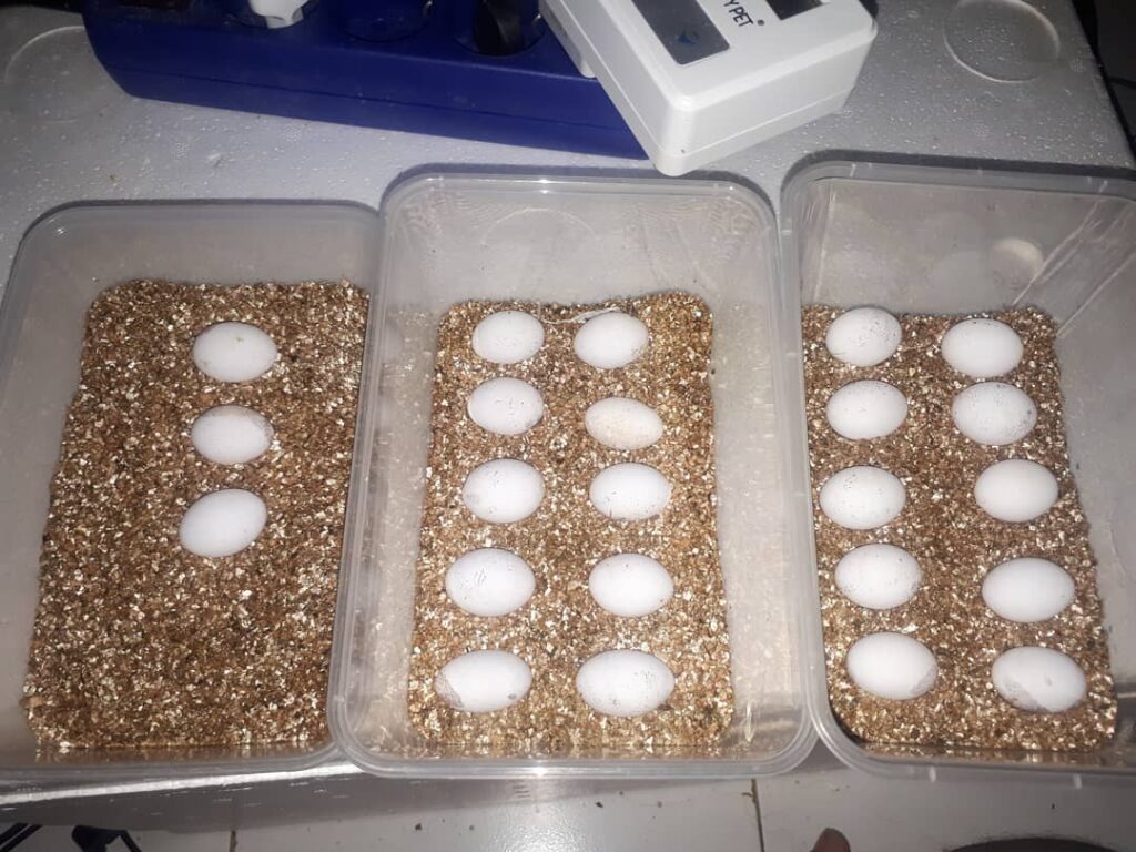 Wie man Bartagamen-Eier ausbrütet