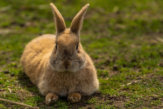 Junge Kaninchen werden in Zoohandlungen verkauft und impulsiv gekauft