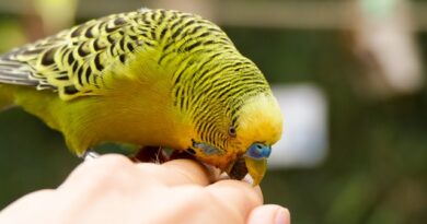 Gründe, warum Ziervögel beißen und wie man sie stoppen kann