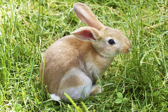 Kaninchen in der Tierarztpraxis anmelden