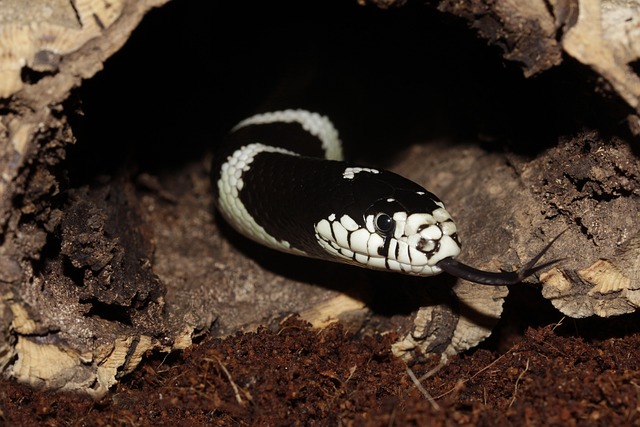 Tipps, um zu verhindern, dass sich Schlangen auf Ihrem Grundstück verstecken
