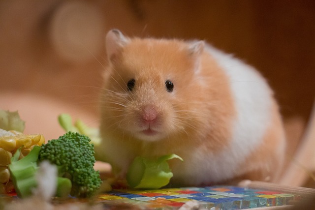 Die Hamsterdiät: Ein Überblick
