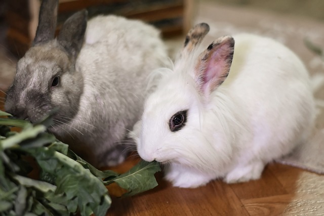 Brauchen Kaninchen einen Gefährten