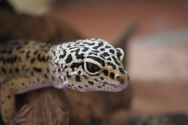 Kurze Fakten über Tokay Geckos