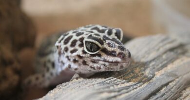 Tokay Gecko:
