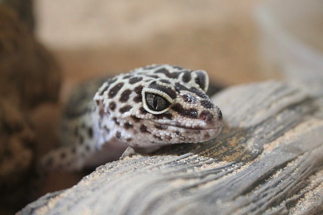 Tokay Gecko: