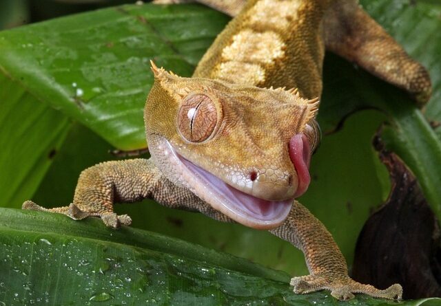 Sind Geckos gute Haustiere?