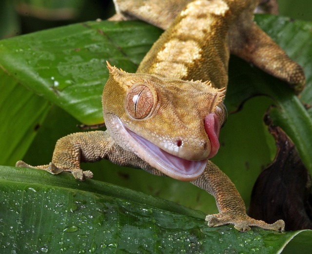 Sind Geckos gute Haustiere?