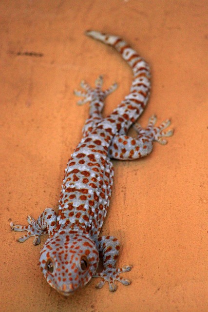 Wie viel kosten Tokay-Geckos?