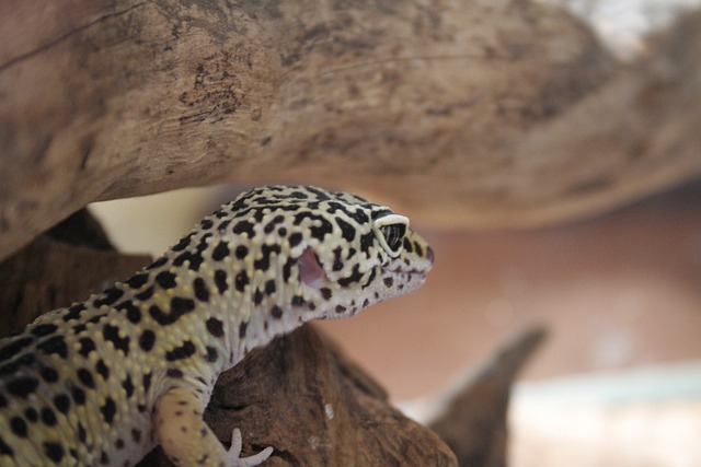 Pflege eines Tokay-Geckos