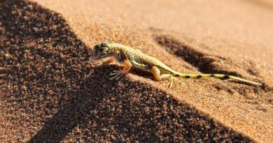 Namib-Sandgecko