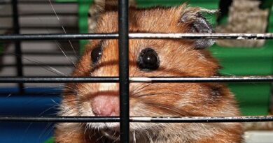 Wie oft muss ich den Käfig meines Hamsters reinigen?