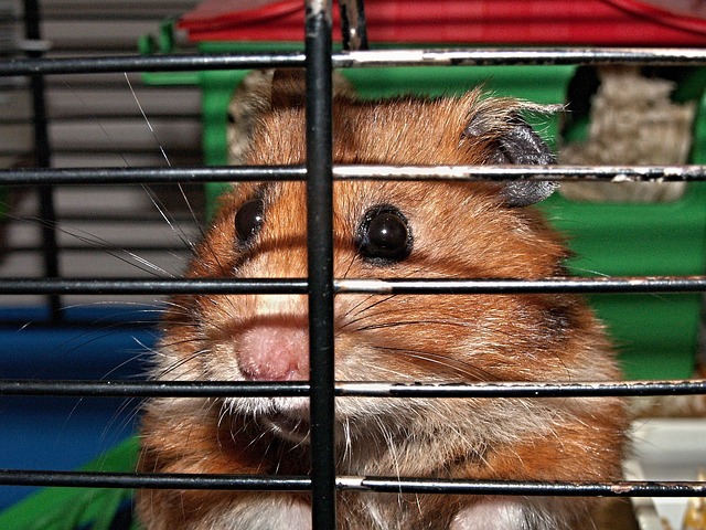 Wie oft muss ich den Käfig meines Hamsters reinigen?
