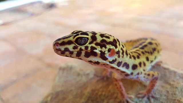 Wie Sie feststellen können, ob Ihr Leopardgecko glücklich ist
