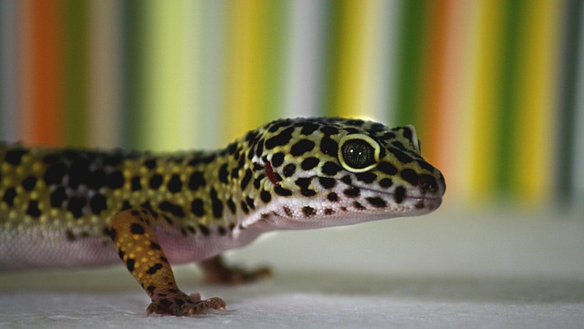 Mögen Leopardgeckos als Haustiere gehalten werden?