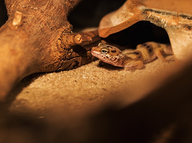 Schnelle Fakten über Namib-Sandgeckos
