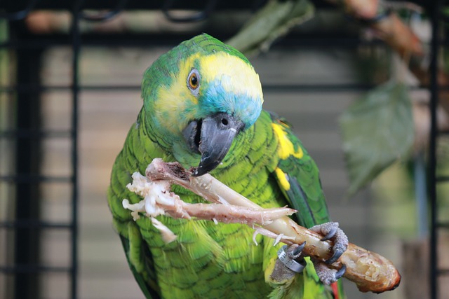 Amazonas-Papageien