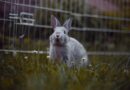 Wie Sie feststellen, ob Ihr Kaninchen glücklich ist