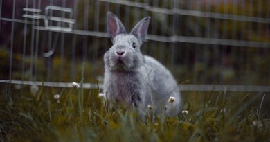 Wie Sie feststellen, ob Ihr Kaninchen glücklich ist