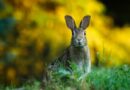 Faszinierende und lustige Fakten über Kaninchen