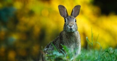 Faszinierende und lustige Fakten über Kaninchen