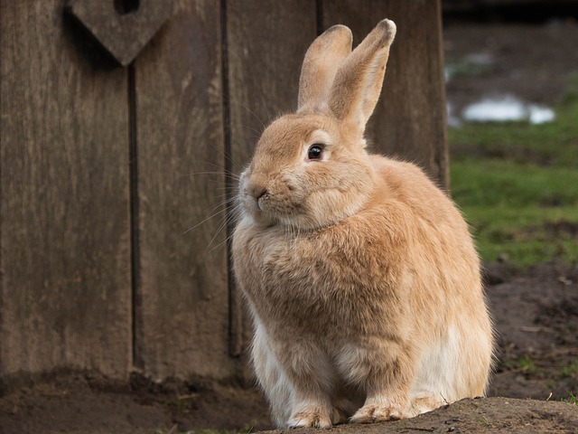 Wie viel wird das Kaninchen kosten?