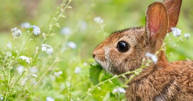 Fragen an einen Züchter vor dem Kauf eines Kaninchens oder Hasen