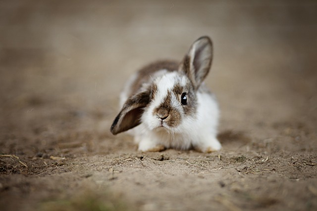 Ein Kaninchenbaby wird Kit oder Kätzchen genannt