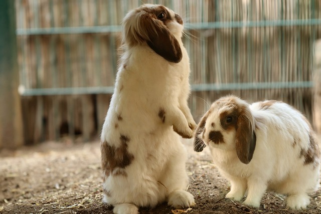 Warum brauchen Kaninchen einen Gefährten?