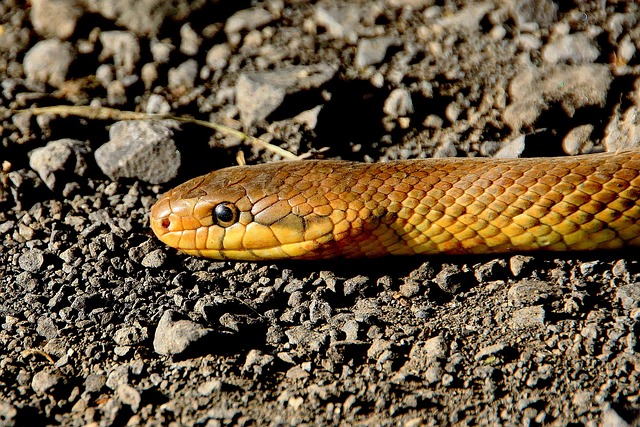 Mythen und Irrtümer über Schlangen
