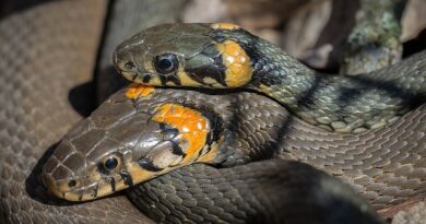 Wie paaren und vermehren sich Schlangen