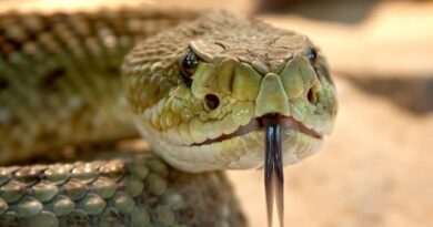 Schlangen, die wie Klapperschlangen aussehen