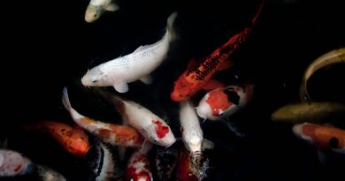 Beliebte Aquarienfische für Anfänger: Eine Einführung in die bunte Welt des Aquariums