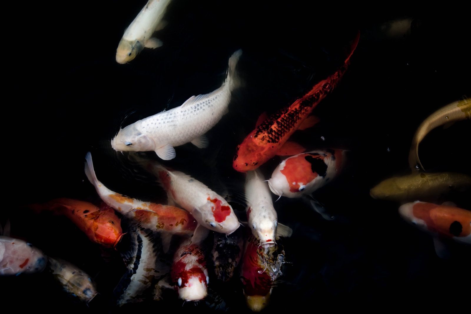 Beliebte Aquarienfische für Anfänger: Eine Einführung in die bunte Welt des Aquariums