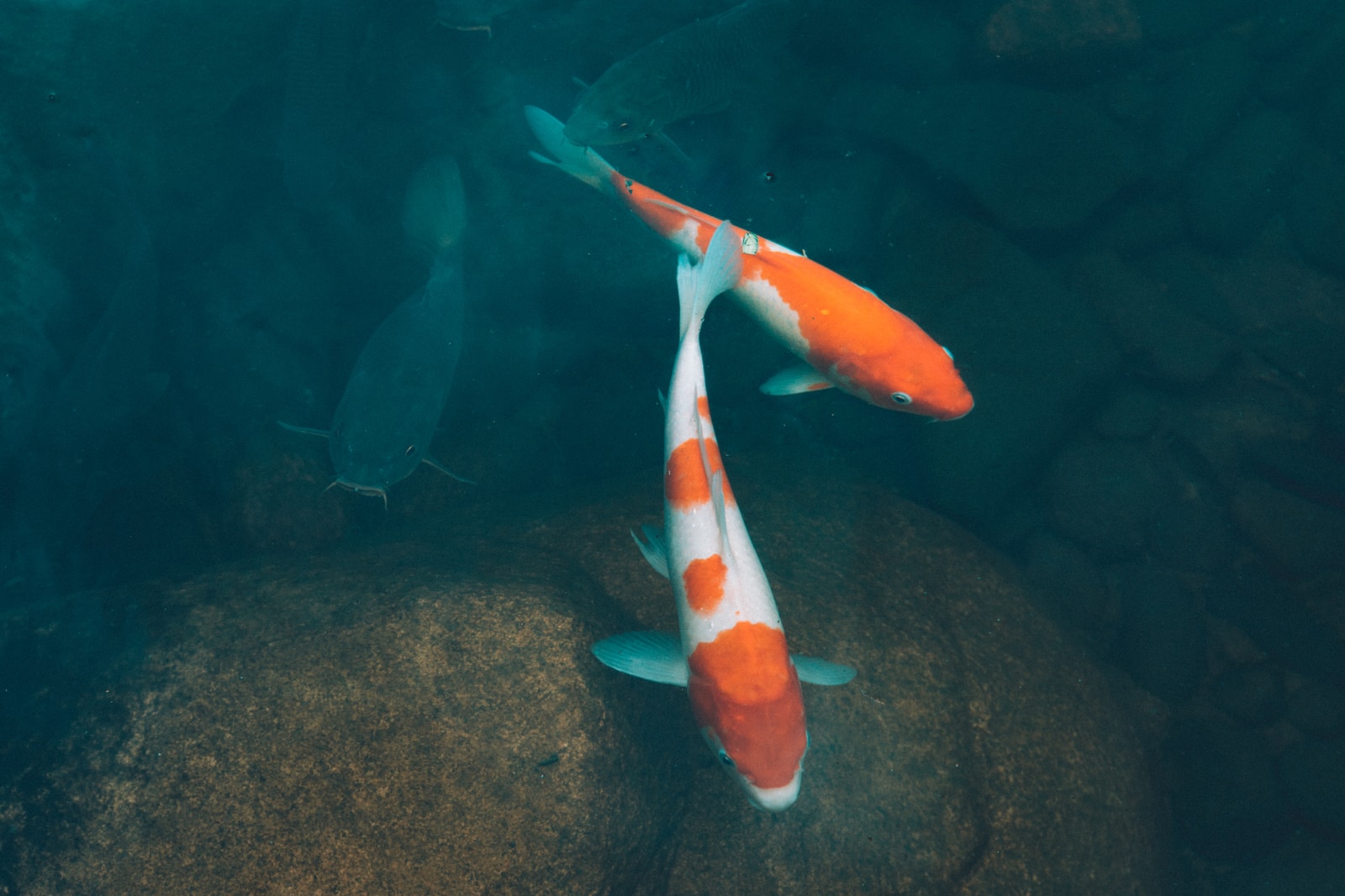 Die besten Fische für Nano-Aquarien