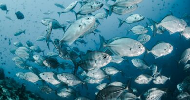 Der Einfluss der Wassertemperatur auf Fische