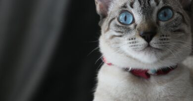 Stilvoll und sicher: Katzenhalsbänder richtig anlegen