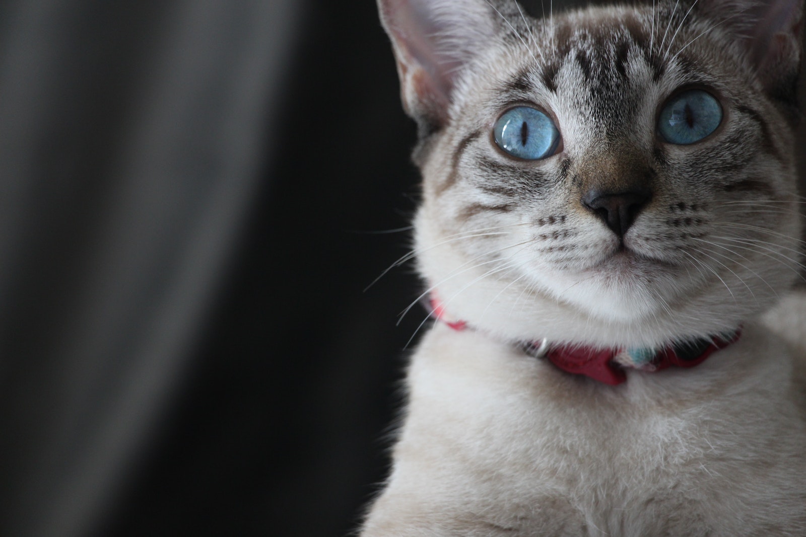 Stilvoll und sicher: Katzenhalsbänder richtig anlegen