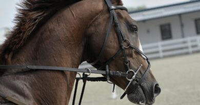 Die besten Methoden zur Stressbewältigung für Pferde