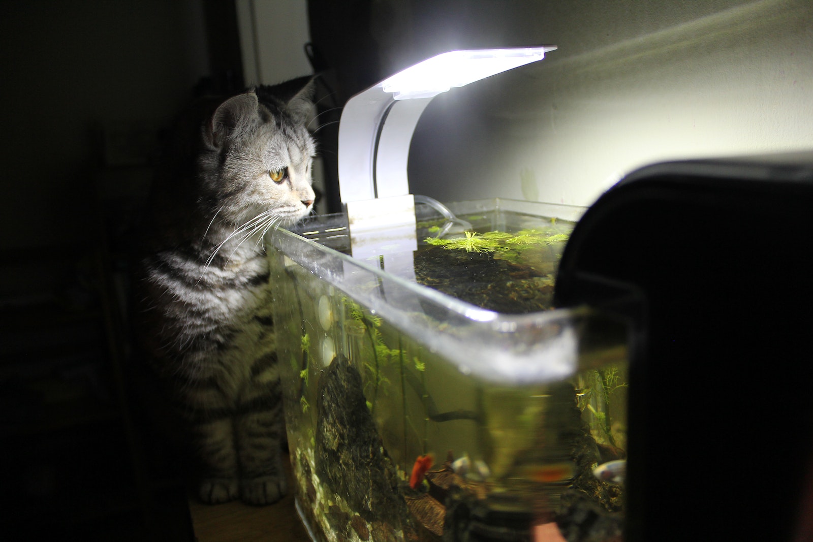 Aquarienschutz für Katzen: Harmonie zwischen Fisch und Pfote