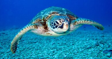 Die erstaunlichen Schwimmfähigkeiten von Schildkröten