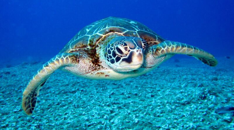 Die erstaunlichen Schwimmfähigkeiten von Schildkröten
