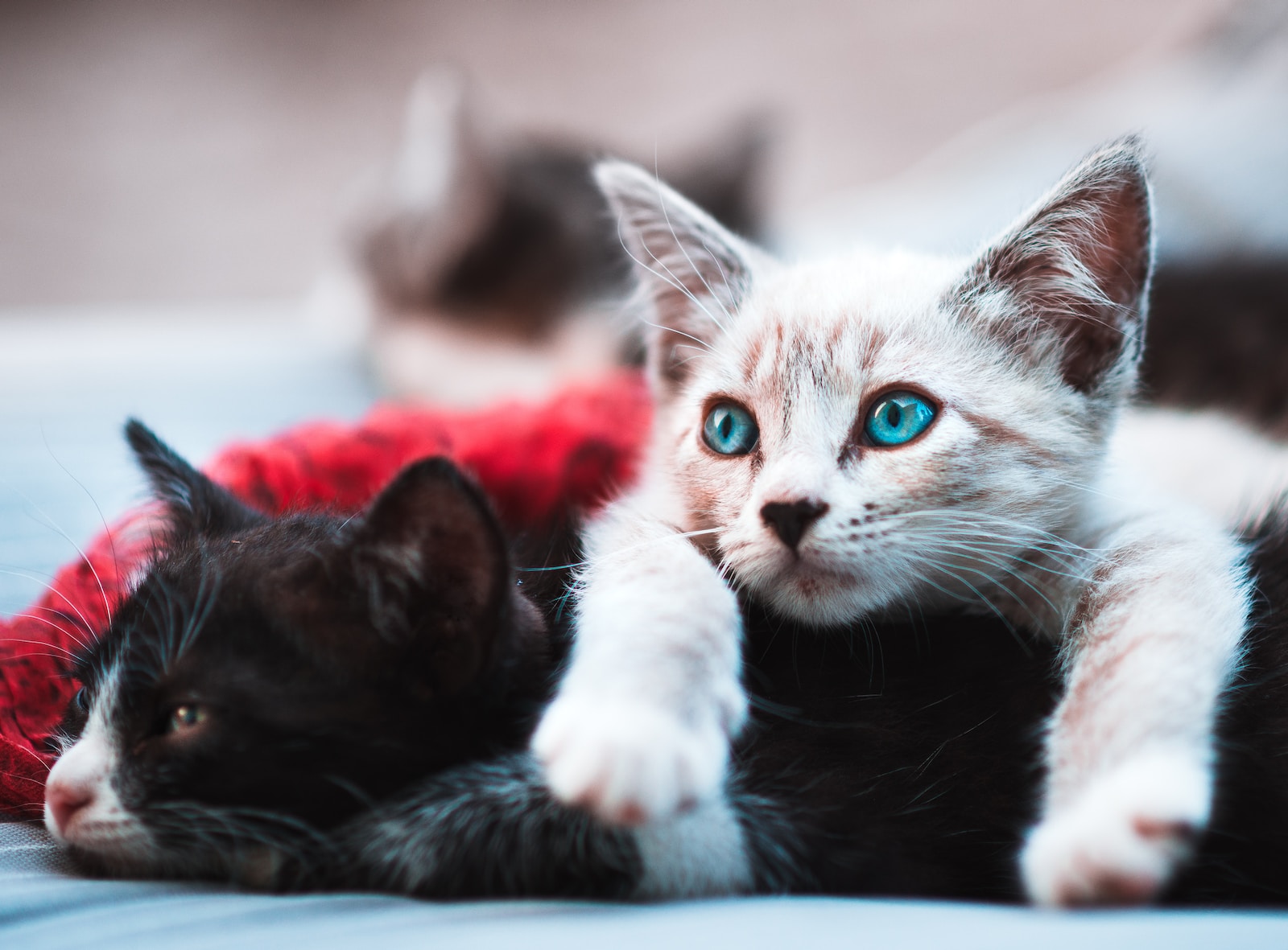 Stubenreinheitstraining für Katzen: So klappt's!