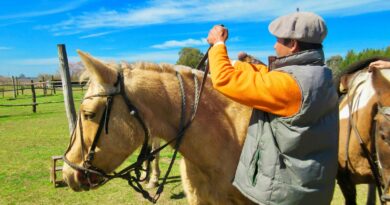 Die Bedeutung der Bodenarbeit für die Ausbildung von Pferden