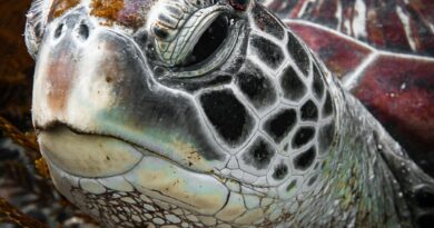 Die Evolution der Schildkröten: Eine Reise durch die Zeiten