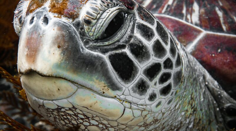 Die Evolution der Schildkröten: Eine Reise durch die Zeiten